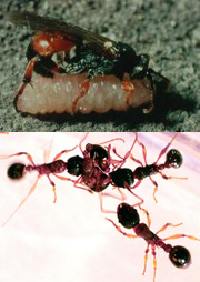 «ö¦¹¦b·sµøµ¡ÂsÄý¹Ï¤ù