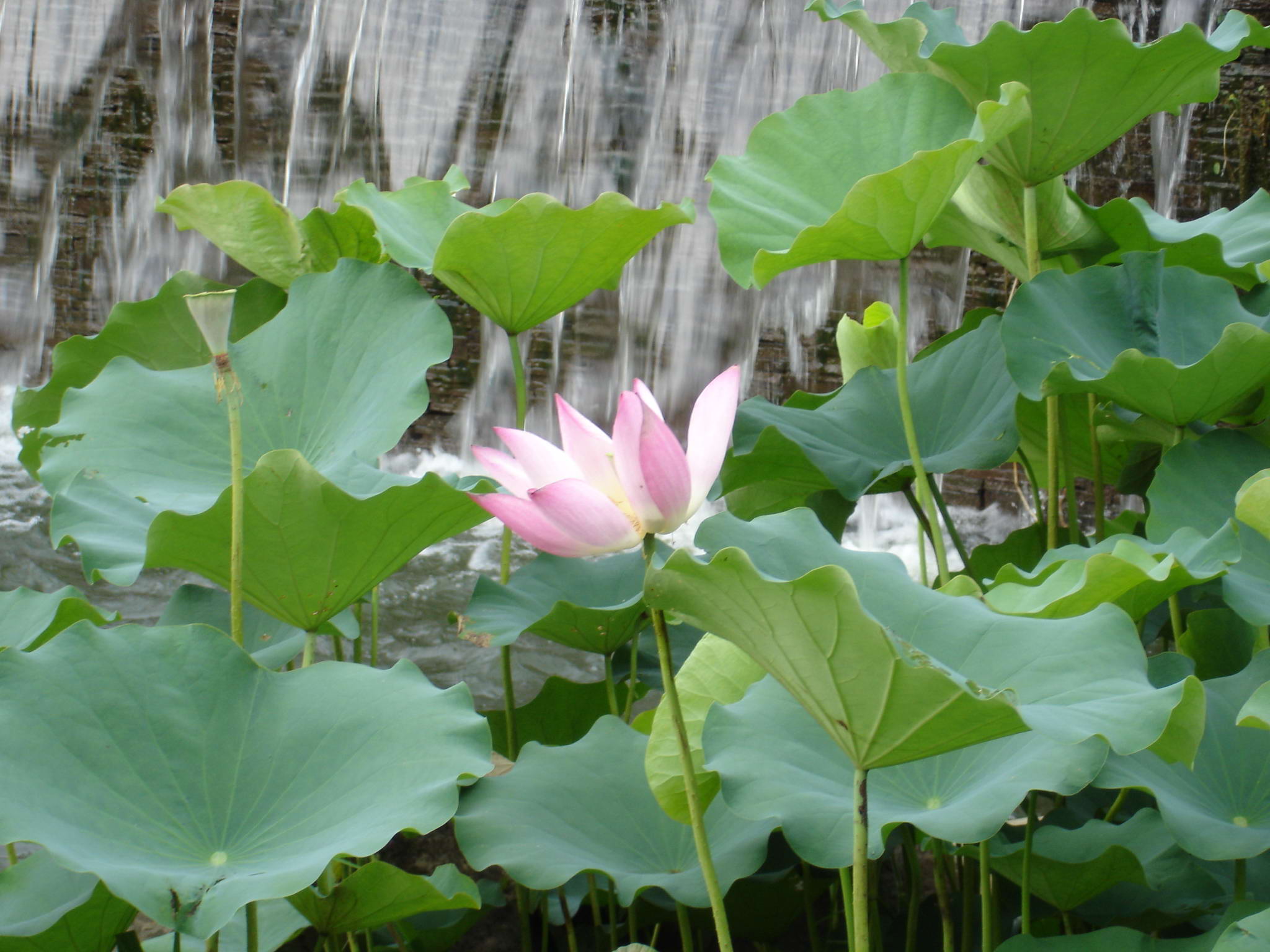 «ö¦¹¦b·sµøµ¡ÂsÄý¹Ï¤ù