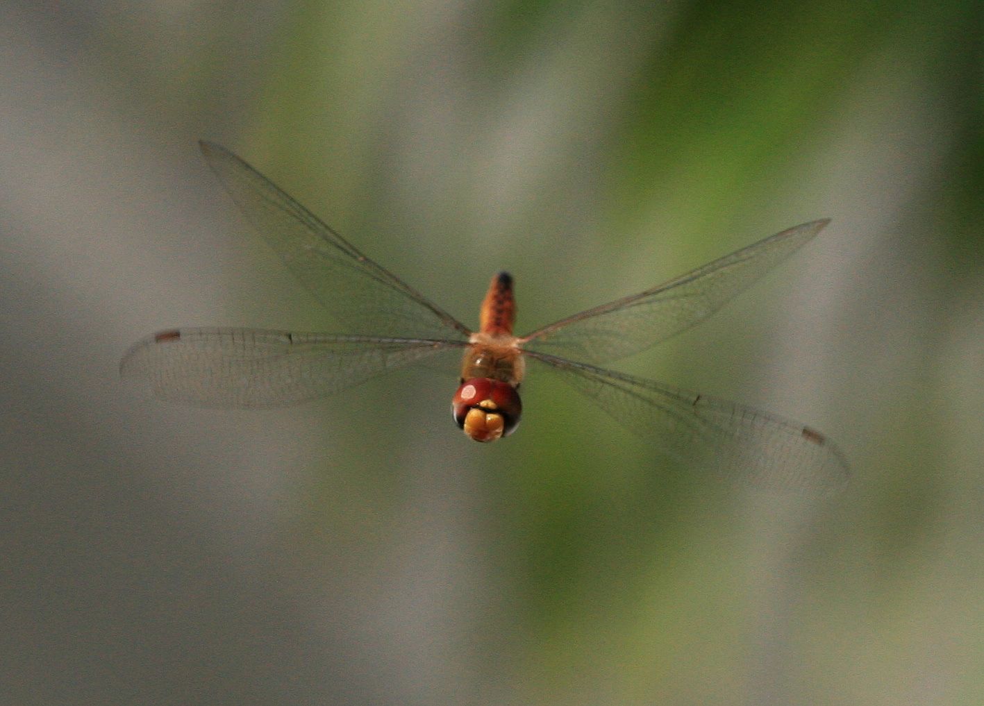 «ö¦¹¦b·sµøµ¡ÂsÄý¹Ï¤ù