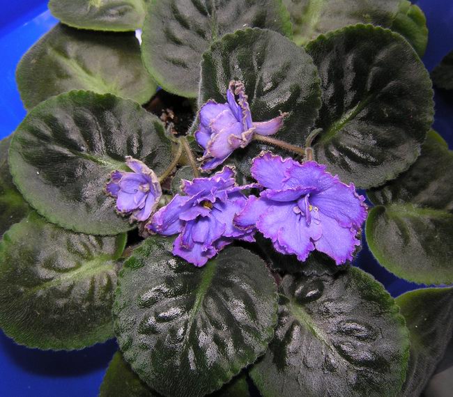 «ö¦¹¦b·sµøµ¡ÂsÄý¹Ï¤ù