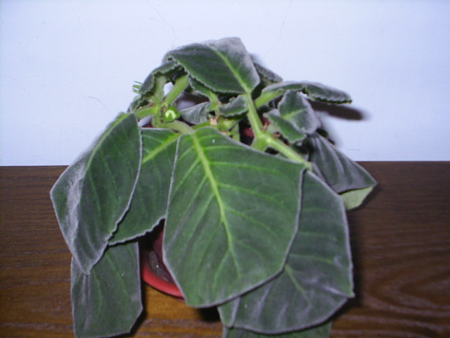 «ö¦¹¦b·sµøµ¡ÂsÄý¹Ï¤ù