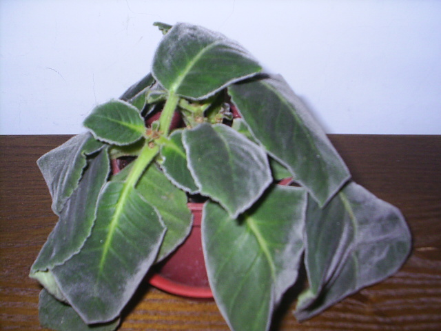 «ö¦¹¦b·sµøµ¡ÂsÄý¹Ï¤ù