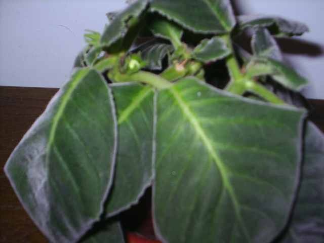 «ö¦¹¦b·sµøµ¡ÂsÄý¹Ï¤ù