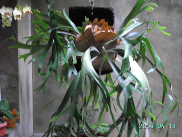 «ö¦¹¦b·sµøµ¡ÂsÄý¹Ï¤ù