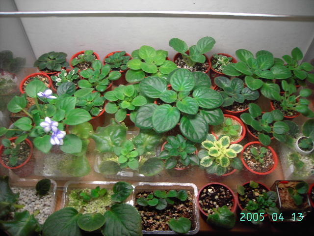 «ö¦¹¦b·sµøµ¡ÂsÄý¹Ï¤ù