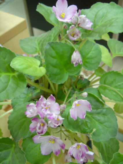 «ö¦¹¦b·sµøµ¡ÂsÄý¹Ï¤ù