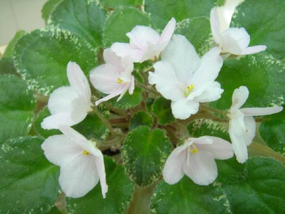 «ö¦¹¦b·sµøµ¡ÂsÄý¹Ï¤ù