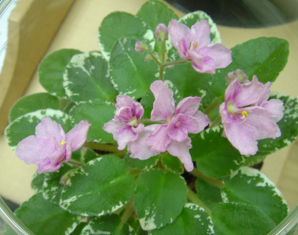 «ö¦¹¦b·sµøµ¡ÂsÄý¹Ï¤ù