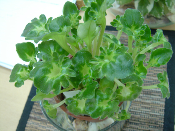 «ö¦¹¦b·sµøµ¡ÂsÄý¹Ï¤ù