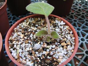 «ö¦¹¦b·sµøµ¡ÂsÄý¹Ï¤ù