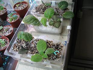 «ö¦¹¦b·sµøµ¡ÂsÄý¹Ï¤ù