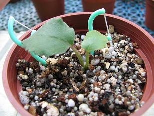 «ö¦¹¦b·sµøµ¡ÂsÄý¹Ï¤ù