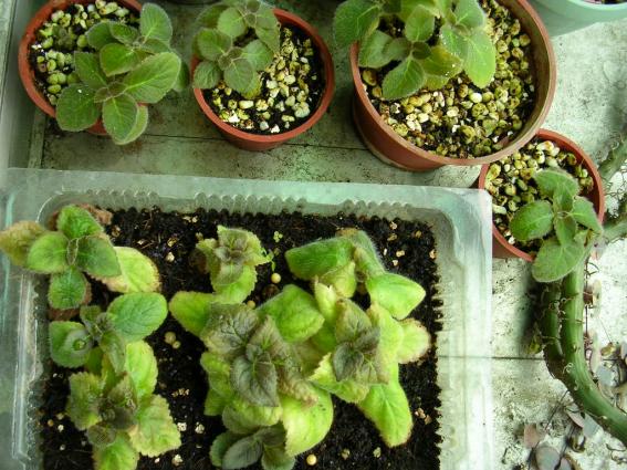 «ö¦¹¦b·sµøµ¡ÂsÄý¹Ï¤ù