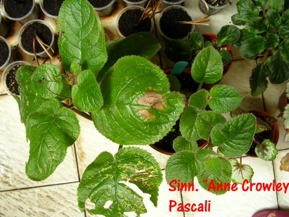 «ö¦¹¦b·sµøµ¡ÂsÄý¹Ï¤ù