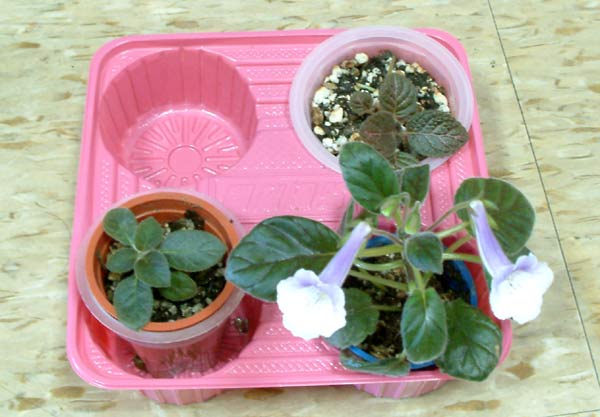 «ö¦¹¦b·sµøµ¡ÂsÄý¹Ï¤ù