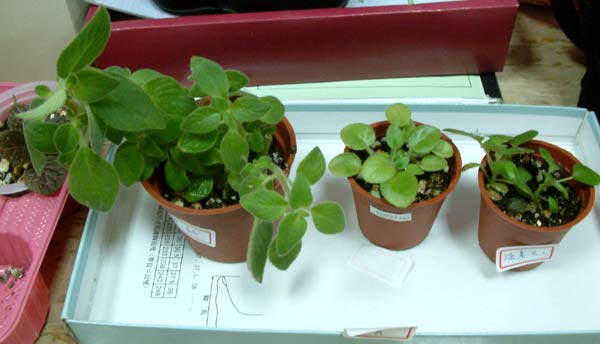 «ö¦¹¦b·sµøµ¡ÂsÄý¹Ï¤ù