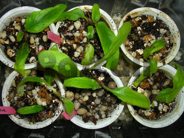 «ö¦¹¦b·sµøµ¡ÂsÄý¹Ï¤ù