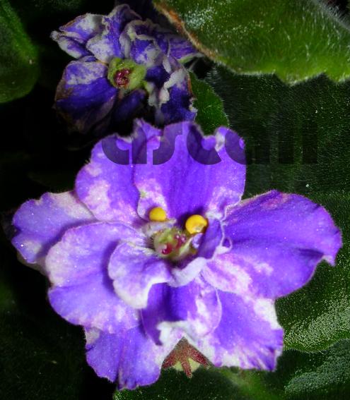 «ö¦¹¦b·sµøµ¡ÂsÄý¹Ï¤ù