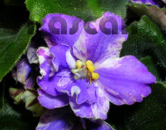 «ö¦¹¦b·sµøµ¡ÂsÄý¹Ï¤ù