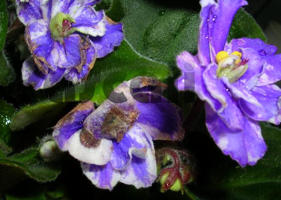 «ö¦¹¦b·sµøµ¡ÂsÄý¹Ï¤ù