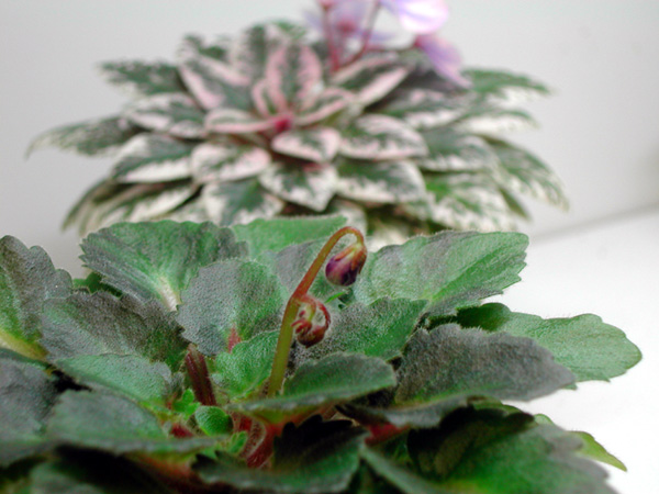 «ö¦¹¦b·sµøµ¡ÂsÄý¹Ï¤ù