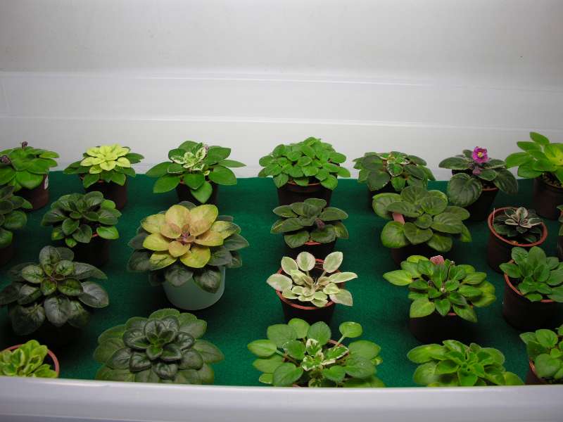 «ö¦¹¦b·sµøµ¡ÂsÄý¹Ï¤ù