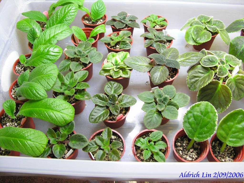 «ö¦¹¦b·sµøµ¡ÂsÄý¹Ï¤ù