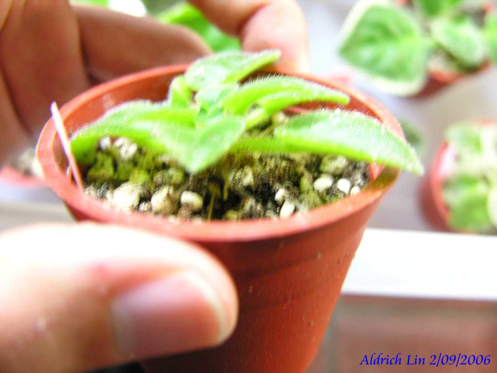 «ö¦¹¦b·sµøµ¡ÂsÄý¹Ï¤ù