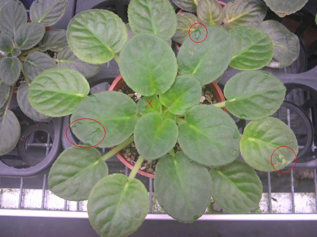 «ö¦¹¦b·sµøµ¡ÂsÄý¹Ï¤ù