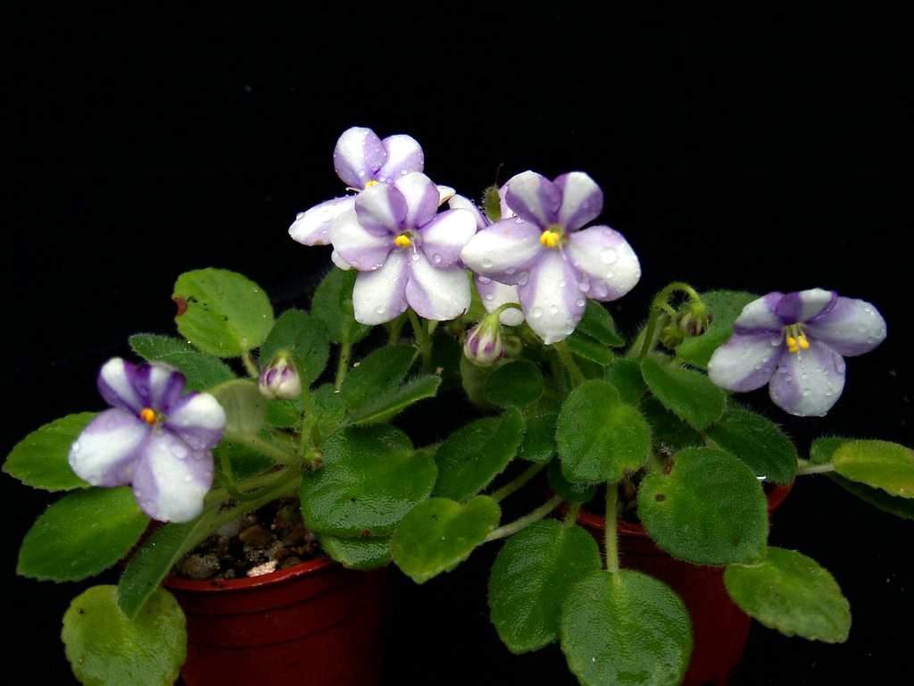 «ö¦¹¦b·sµøµ¡ÂsÄý¹Ï¤ù