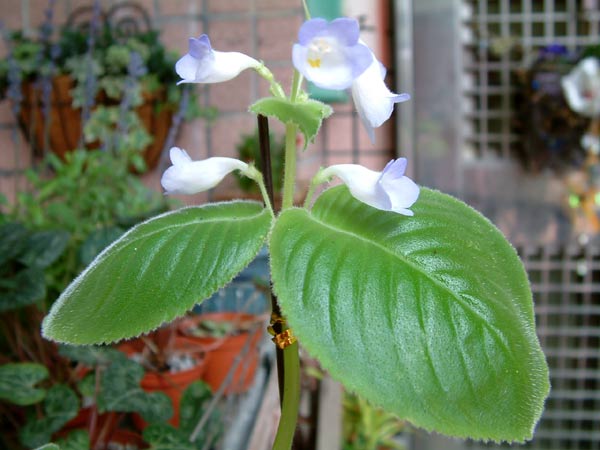 «ö¦¹¦b·sµøµ¡ÂsÄý¹Ï¤ù