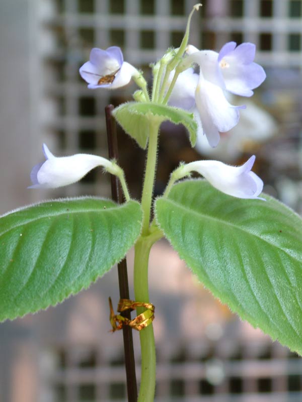 «ö¦¹¦b·sµøµ¡ÂsÄý¹Ï¤ù