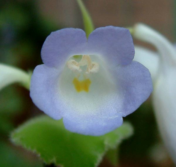 «ö¦¹¦b·sµøµ¡ÂsÄý¹Ï¤ù