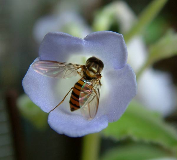 «ö¦¹¦b·sµøµ¡ÂsÄý¹Ï¤ù