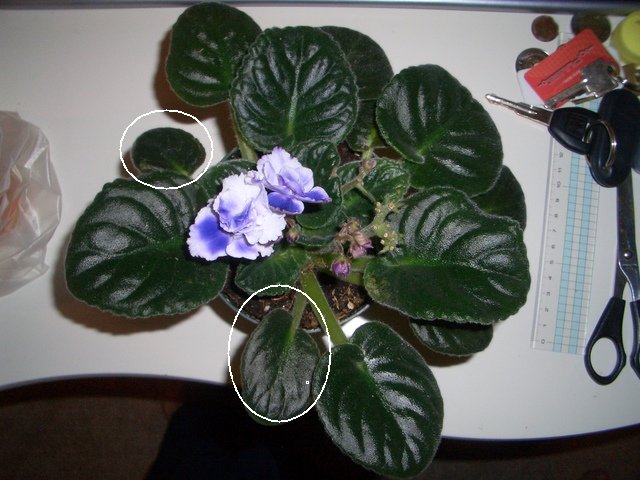 «ö¦¹¦b·sµøµ¡ÂsÄý¹Ï¤ù