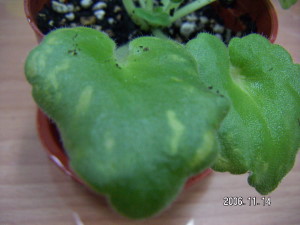 «ö¦¹¦b·sµøµ¡ÂsÄý¹Ï¤ù