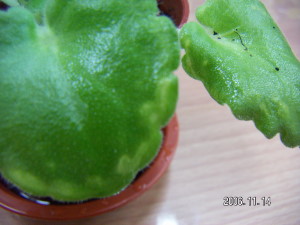 «ö¦¹¦b·sµøµ¡ÂsÄý¹Ï¤ù