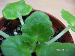 «ö¦¹¦b·sµøµ¡ÂsÄý¹Ï¤ù