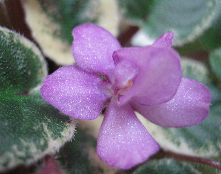 «ö¦¹¦b·sµøµ¡ÂsÄý¹Ï¤ù