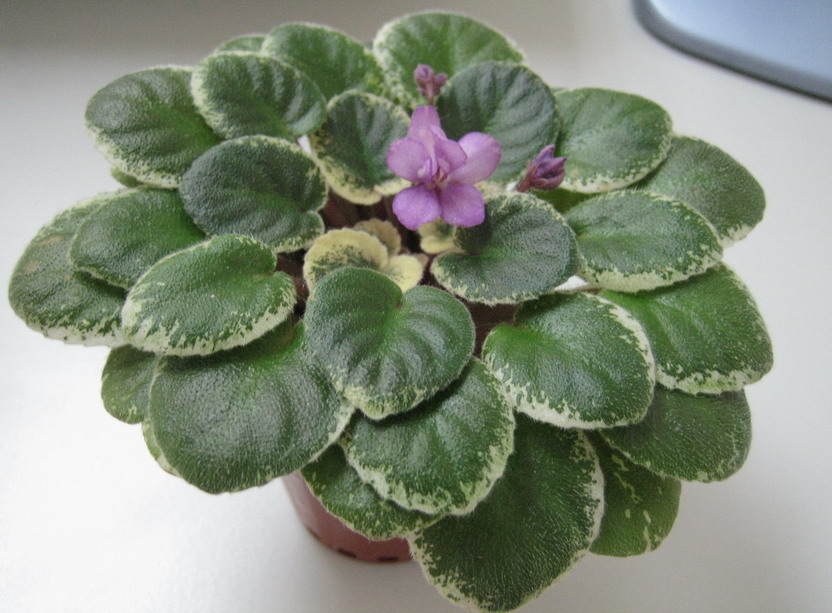 «ö¦¹¦b·sµøµ¡ÂsÄý¹Ï¤ù