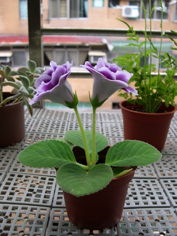 «ö¦¹¦b·sµøµ¡ÂsÄý¹Ï¤ù