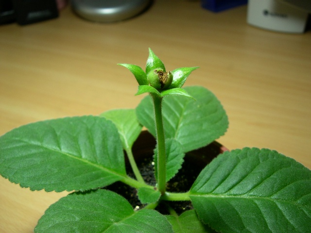 «ö¦¹¦b·sµøµ¡ÂsÄý¹Ï¤ù