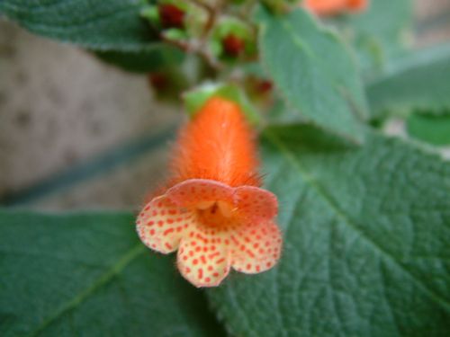 «ö¦¹¦b·sµøµ¡ÂsÄý¹Ï¤ù