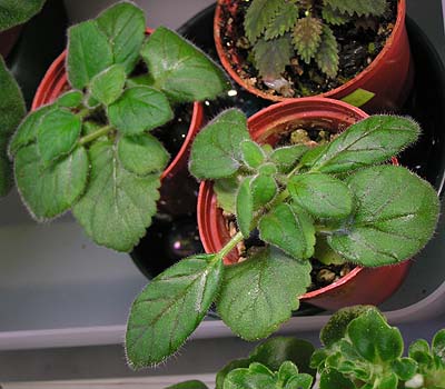 «ö¦¹¦b·sµøµ¡ÂsÄý¹Ï¤ù