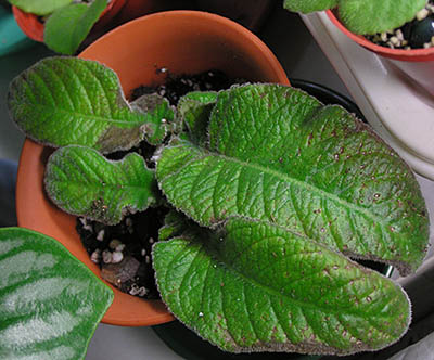 «ö¦¹¦b·sµøµ¡ÂsÄý¹Ï¤ù