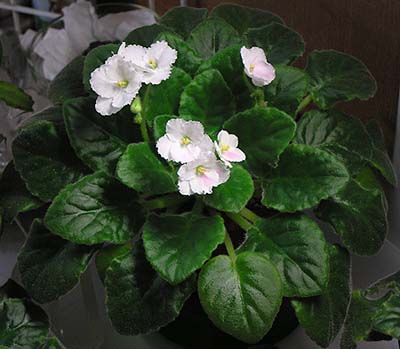 «ö¦¹¦b·sµøµ¡ÂsÄý¹Ï¤ù