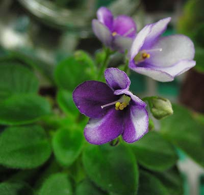 «ö¦¹¦b·sµøµ¡ÂsÄý¹Ï¤ù