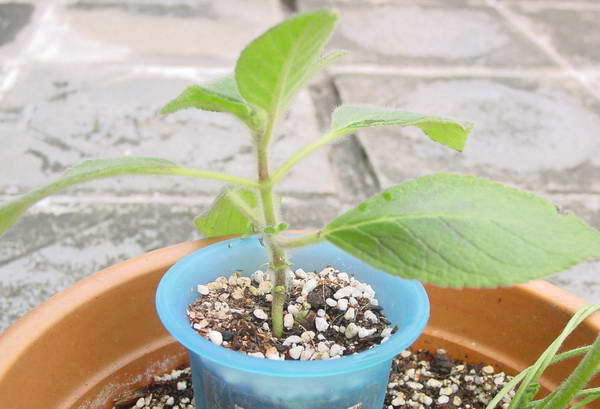 «ö¦¹¦b·sµøµ¡ÂsÄý¹Ï¤ù