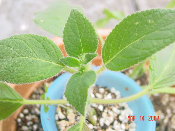 «ö¦¹¦b·sµøµ¡ÂsÄý¹Ï¤ù