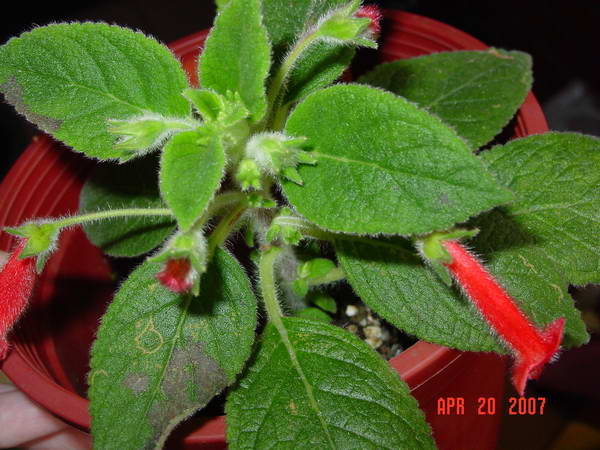 «ö¦¹¦b·sµøµ¡ÂsÄý¹Ï¤ù